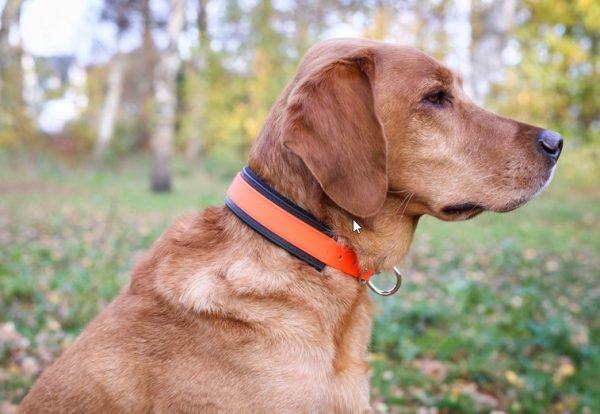 Jagdhunde Schweiß - Halsband , Hunde Schweißhalsung , Signal - Halsung mit Polsterung